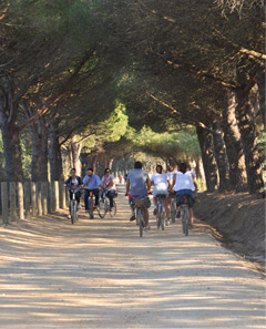 Cycle Porquerollais location de vélo à Porquerolles depuis 1974